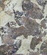 Fossil Fish (Gosiutichthys) Mortality Plate - Lake Gosiute #63966-1